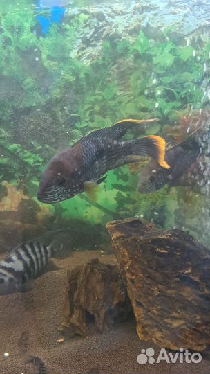 Отдам бесплатно