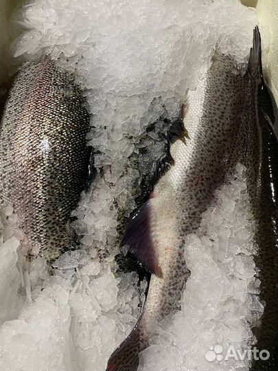 Форель охлаждённая