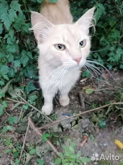 Очень ласковый кот в добрые руки