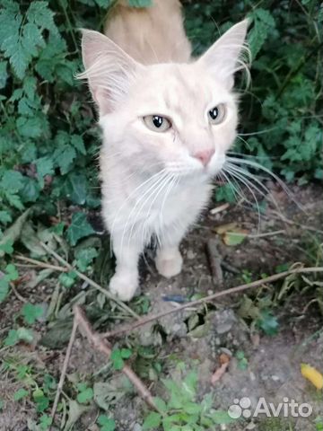 Очень ласковый кот в добрые руки