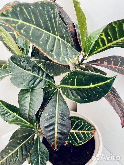 Кротон большой