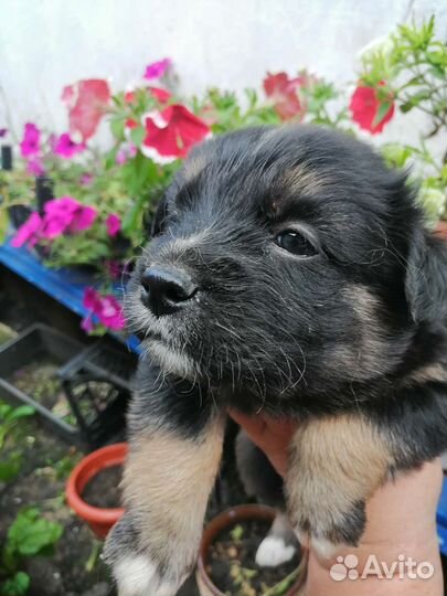 Собаки бесплатно в добрые руки щенки