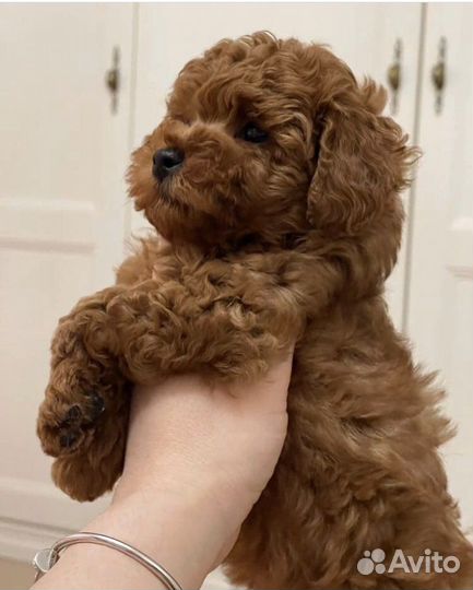 Щенки мальтипу mini