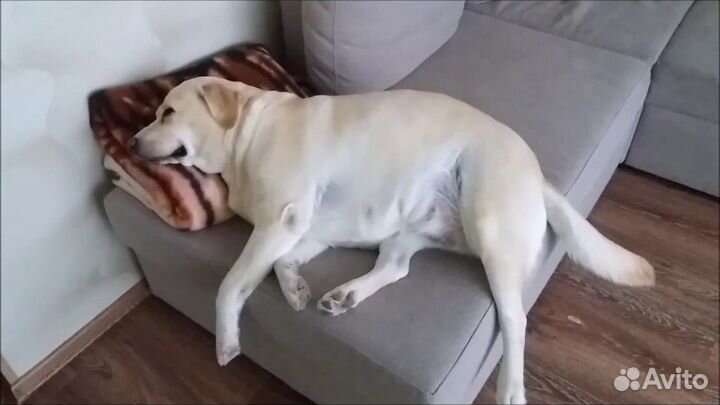 Отдам лабрадора