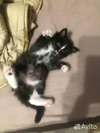 Котик в добрые руки