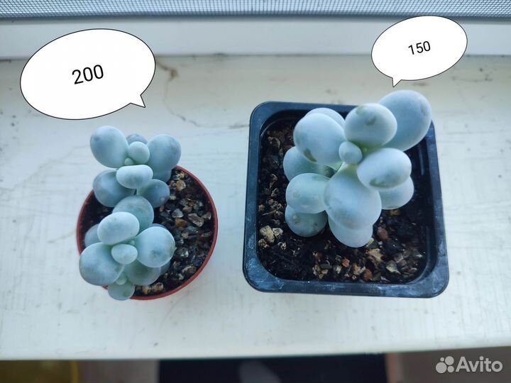 Суккуленты