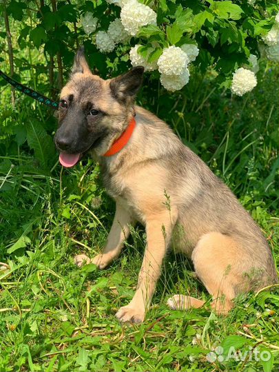 Щенок-девочка в добрые руки бесплатно