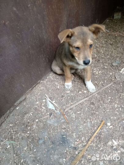 Метис овчарки в добрые руки