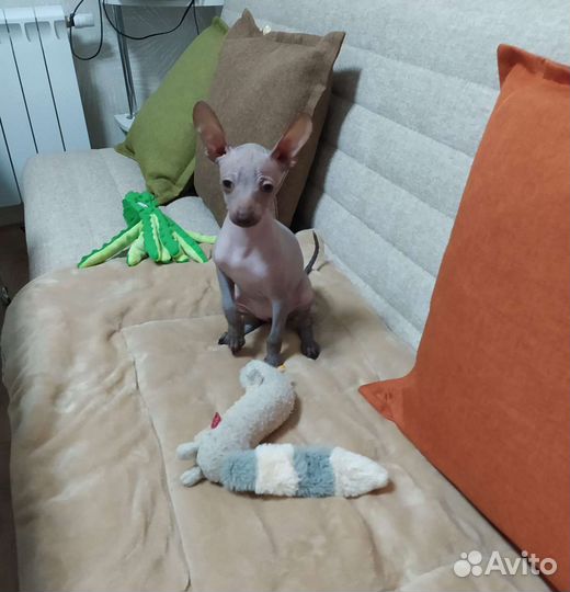 Ксолоитцкуинтли миниатюра щенки