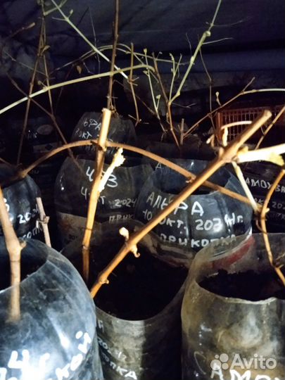 Саженцы винограда
