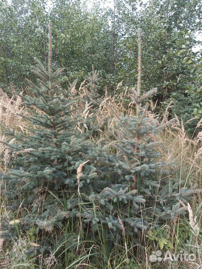 Ель голубая