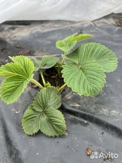 Клубника (земляника садовая крупноплодная)