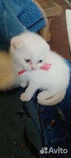 Шотландские котята