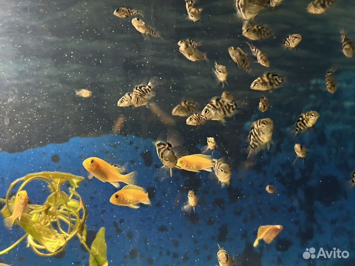 Мальки сапфирового попугая и еллоу