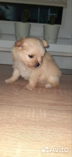 Продаём щенков немецкого шпица-мини