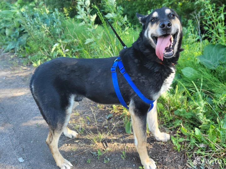 Пёс, спасенный от смерти, добрый и общительный