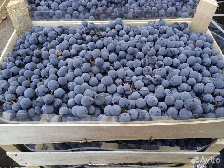 Виноград Изабелла Вкусный Доставка