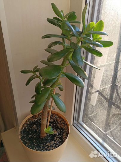 Крассула толстянка