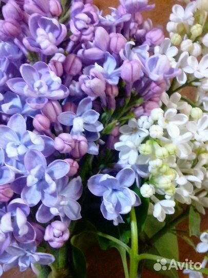 Сирень махровая, крупная сортовая с зак