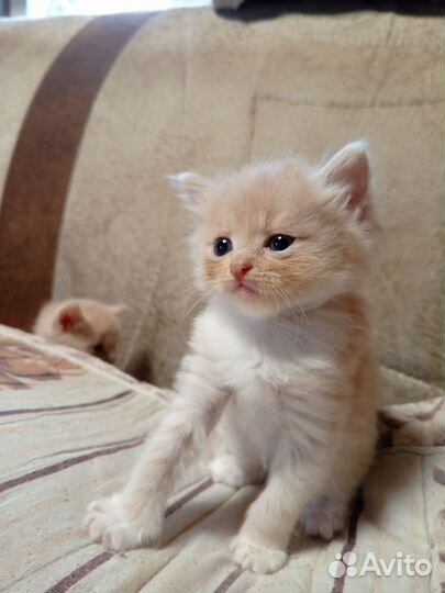 Малыши в добрые руки