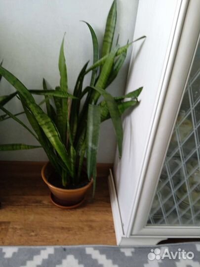 Сансевиерия