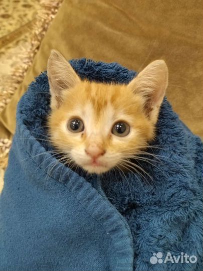 Котята в добрые руки мальчики