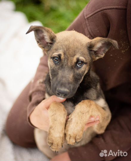 Собаки бесплатно в добрые руки