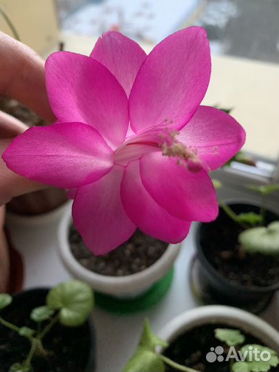 Декабристы разных расцветок