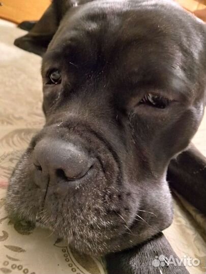 Вязка кане корсо