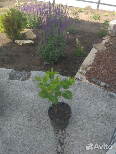 Продам саженцы