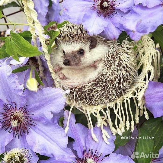 Качели гамак