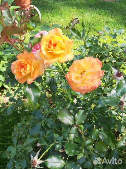 Саженцы розы Свани, Сахары, Бузины чёрной и Керрии