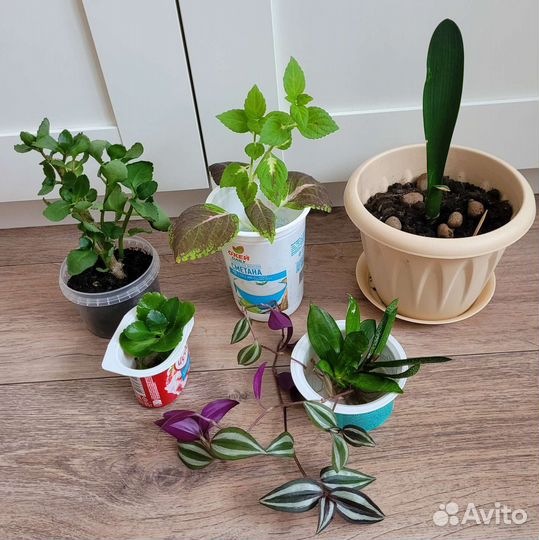 Домашние растения цветы