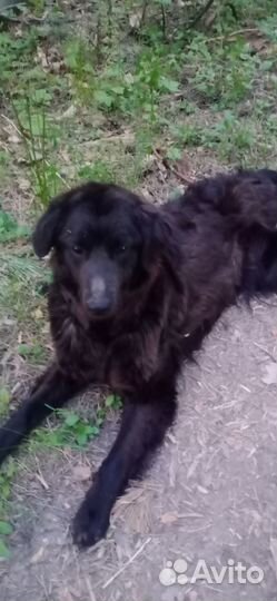 Собаки бесплатно