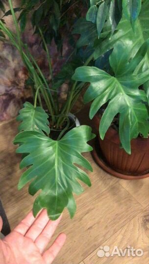 Филодендрон Ксанаду