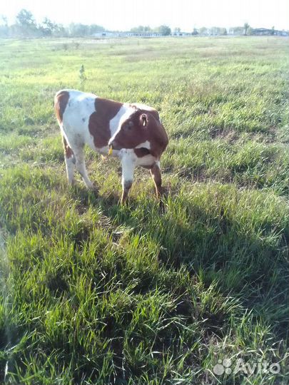 Телята бычки