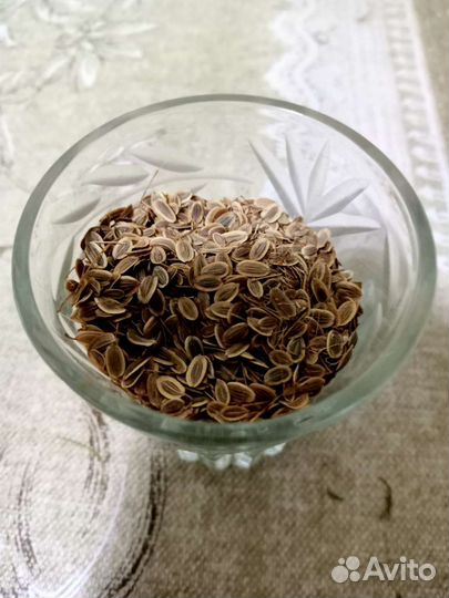 Семена укропа