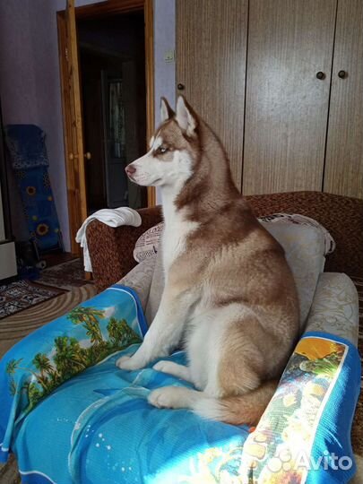 Хаска кобель вязка бесплатно