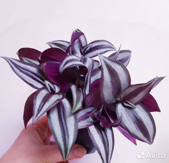 Традесканция зебрина