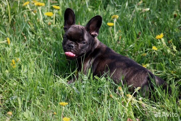 Девочка француженка