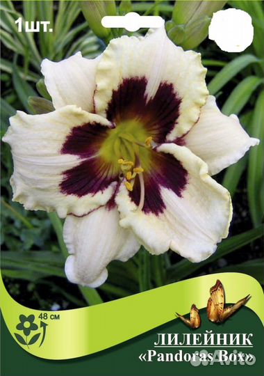 Лилейники сортовые