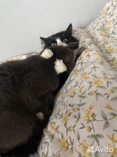 Кот и кошка