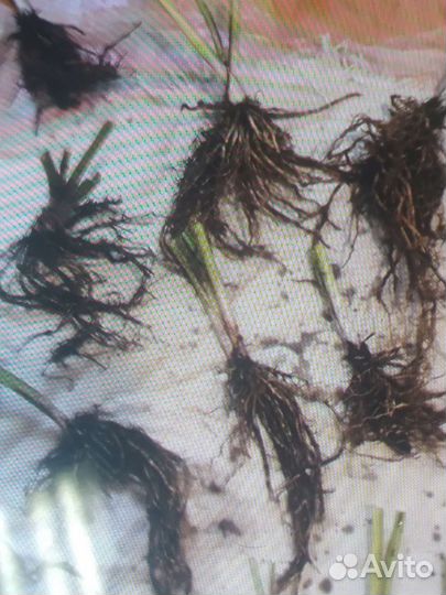 Шефлера и хоста