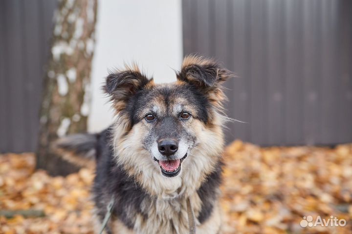 В добрые руки милая собака Жучка