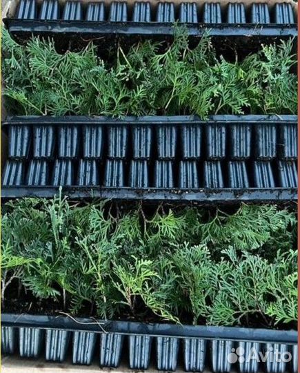 Туя смарагд с гарантией приживаемости