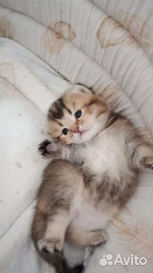 Шотландские котята
