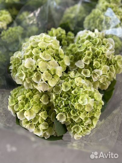 Гортензия крупнолистная