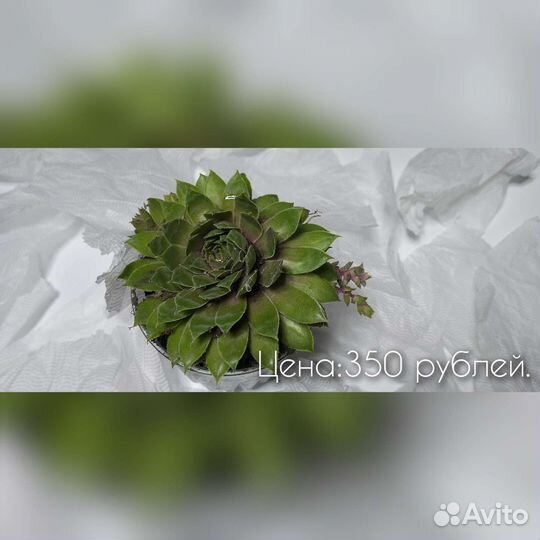 Суккуленты Молодило, Каменная роза