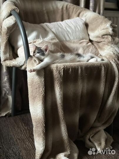 Котенок девочка