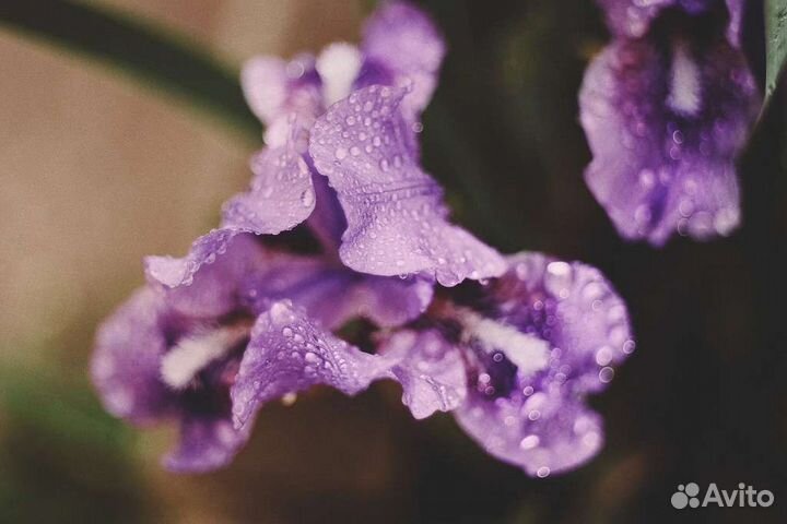 Макрокольца М42 + примеры фото